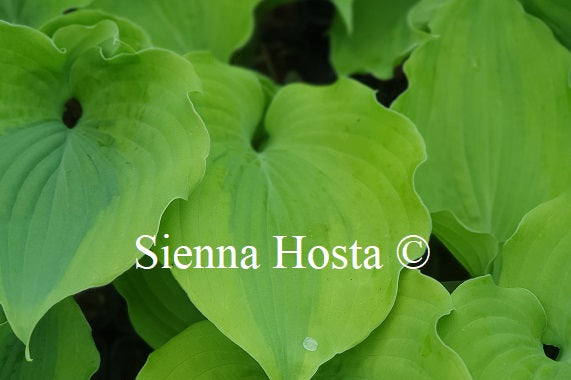 Hosta 'Goodness Gracious'