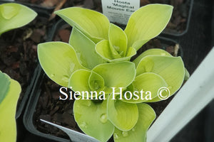 Hosta 'Magical Mouse Ears'