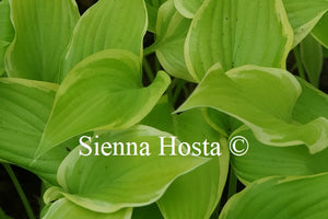 Hosta 'Spring Break'