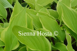 Hosta 'Spring Break'