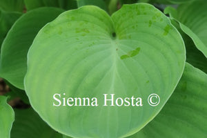 Hosta 'Vim and Vigor'