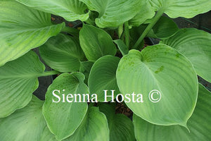 Hosta 'Vim and Vigor'