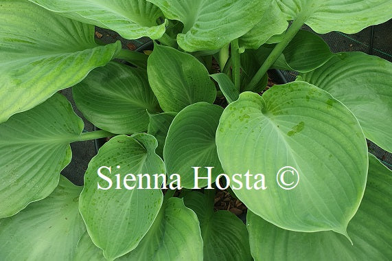 Hosta 'Vim and Vigor'