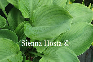 Hosta 'Vim and Vigor'