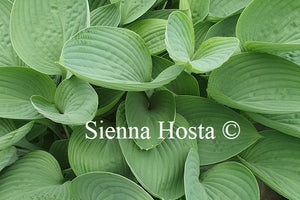 Hosta 'Tenryu'