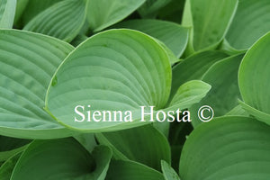 Hosta 'Tenryu'