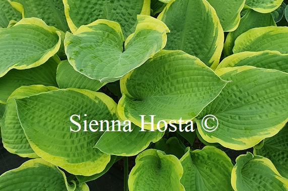 Hosta 'June Moon'