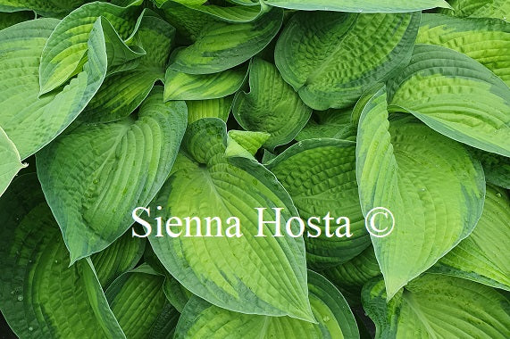 Hosta 'Color Glory'