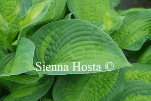 Hosta 'Color Glory'