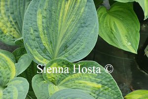 Hosta 'Sugar Mama'