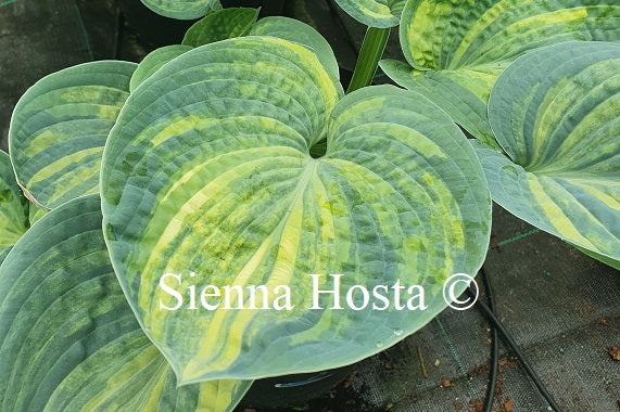 Hosta 'Sugar Mama'