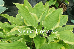 Hosta 'Happy Valley'