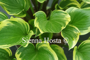 Hosta 'Torchlight'