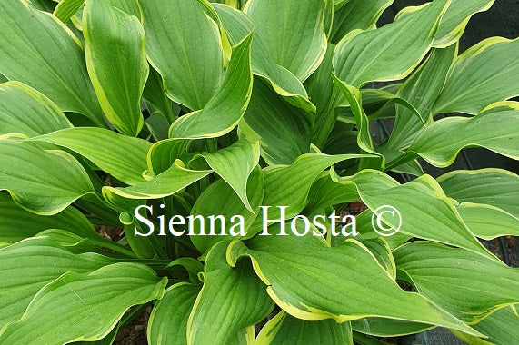 Hosta 'Yucca Ducka Do'