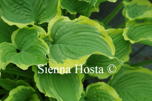 Hosta 'Spring Fling'