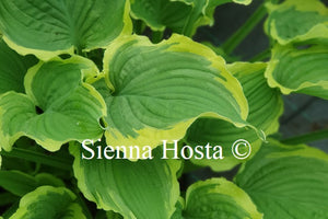 Hosta 'Spring Fling'