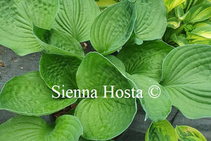 Hosta 'Pete's Dark Satilite'