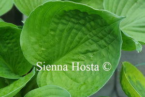 Hosta 'Pete's Dark Satilite'