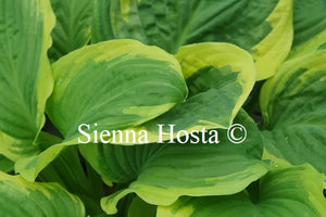 Hosta 'Royal Wedding'