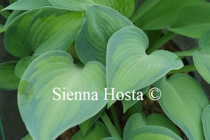 Hosta 'Paradise Joyce'