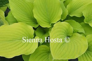 Hosta 'Eric's Gold'