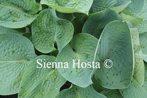 Hosta 'Dorset Blue'