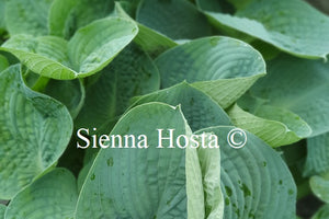 Hosta 'Dorset Blue'