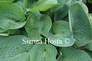 Hosta 'Dorset Blue'