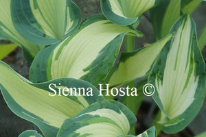 Hosta 'Teacher's Pride'