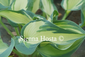 Hosta 'Teacher's Pride'