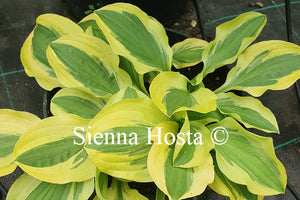 Hosta 'Crepe Suzette'