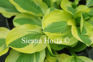 Hosta 'Crepe Suzette'