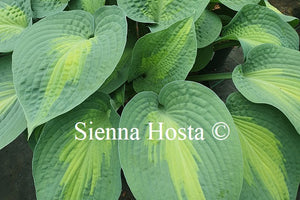 Hosta 'Paradise Glory'