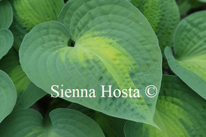 Hosta 'Paradise Glory'