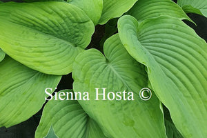 Hosta 'Doubloons'