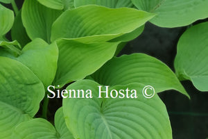 Hosta 'Doubloons'