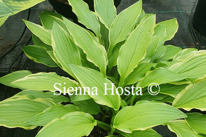 Hosta 'Forest Fireworks'