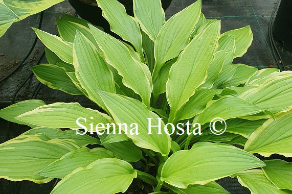 Hosta 'Forest Fireworks'