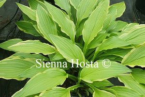 Hosta 'Shade Beauty'