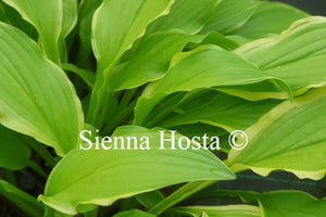 Hosta 'Forest Fireworks'