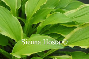 Hosta 'Shade Beauty'