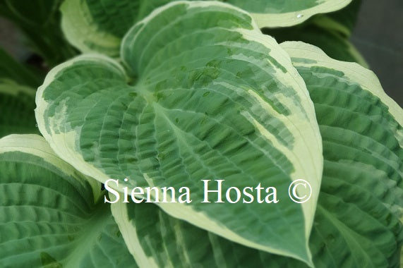 Hosta 'Wheaton Thunder'