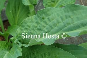 Hosta 'Zita'