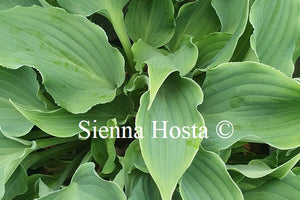 Hosta 'Restless Sea'