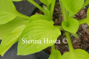 Hosta 'Blackfoot'