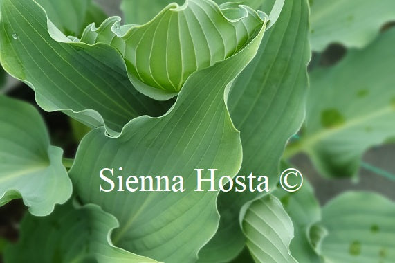 Hosta 'Waterslide'