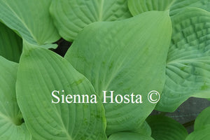 Hosta 'Florence Nightingale'