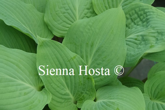 Hosta 'Florence Nightingale'