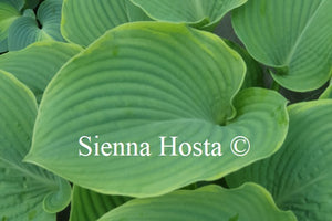 Hosta 'Minke'