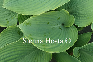 Hosta 'Minke'